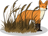 Fox in grass